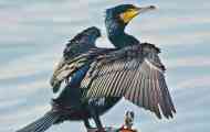 Cormorant